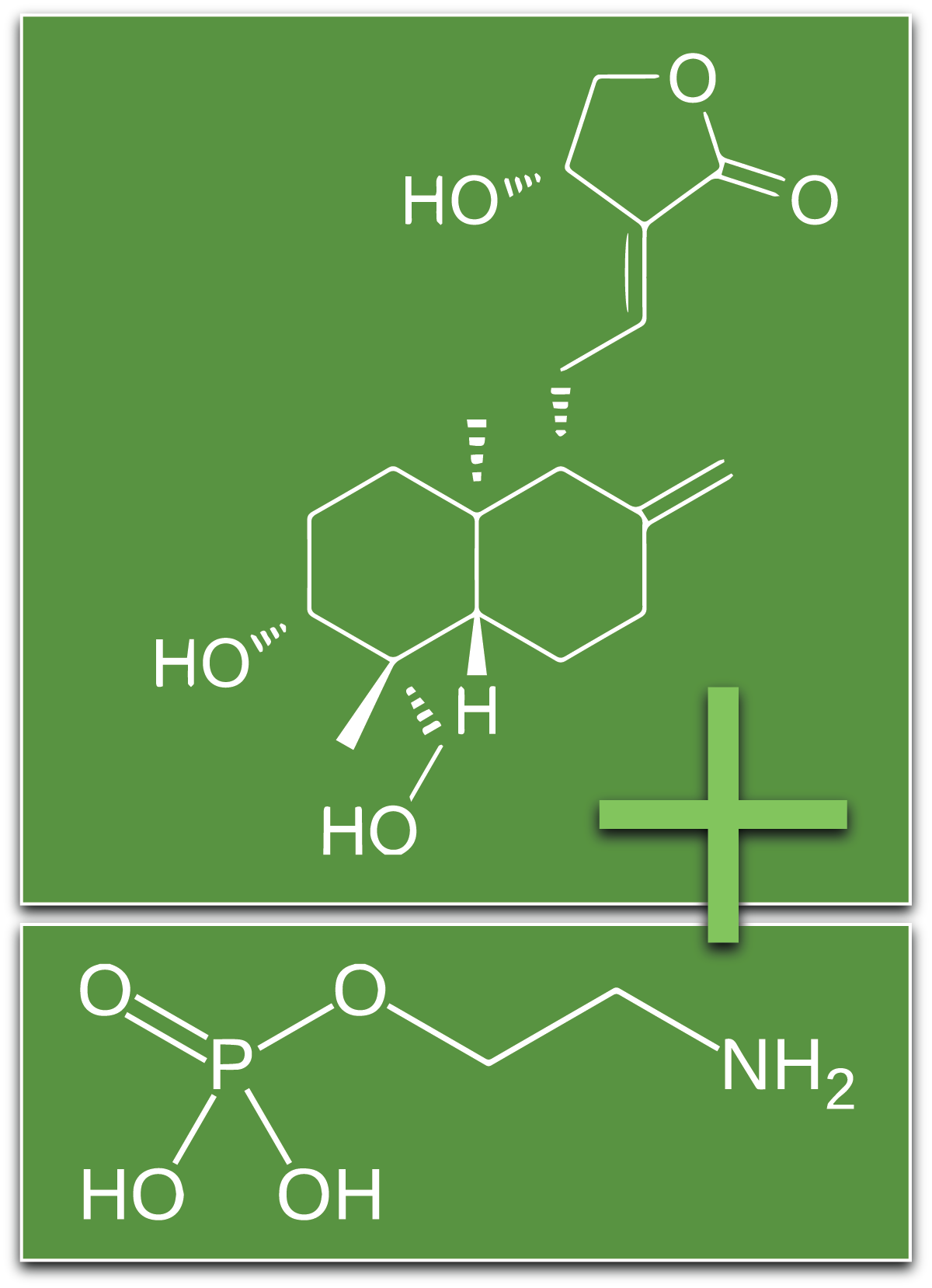 PhosphoAndro GLICO Bundle - The Power of Phosphoethalonamine with Andrographis Paniculata