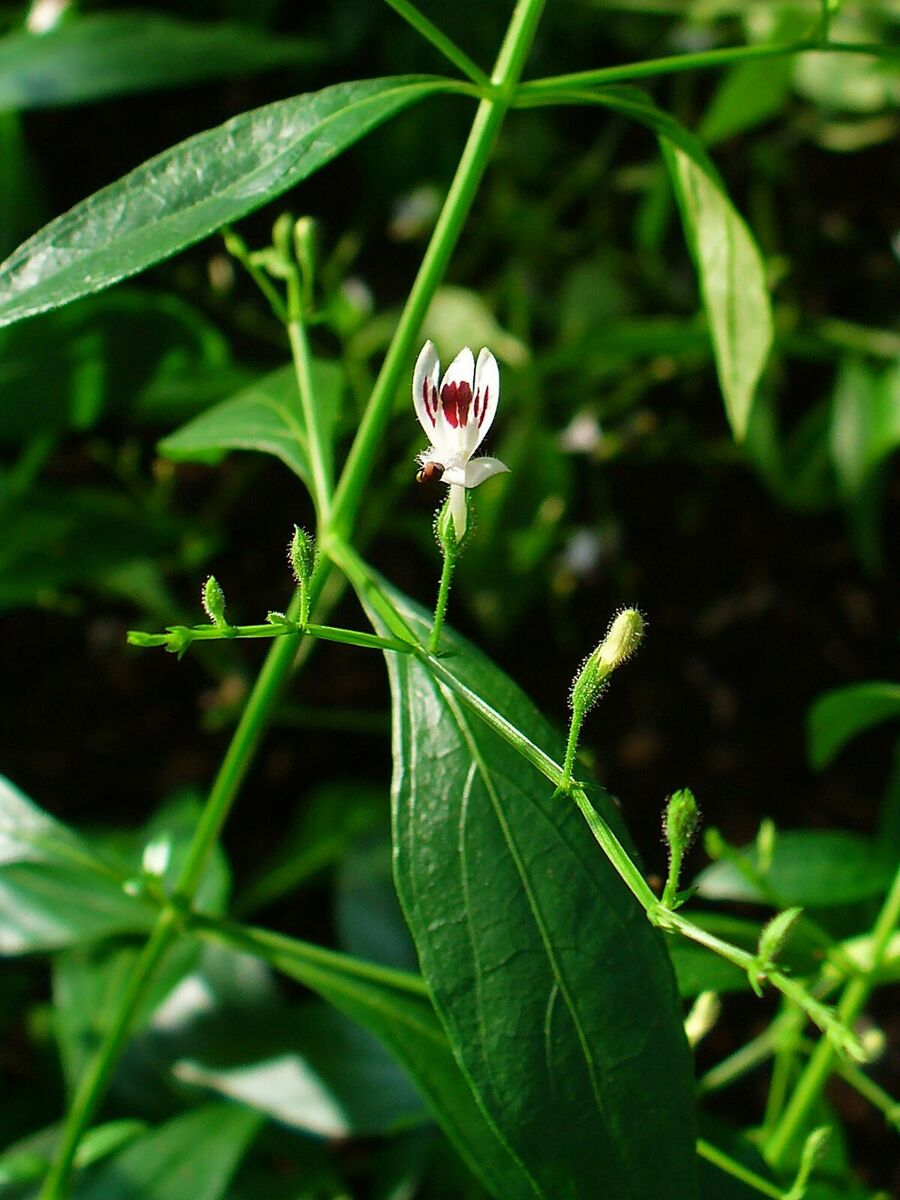 PhosphoAndro GLICO Bundle - The Power of Phosphoethalonamine with Andrographis Paniculata